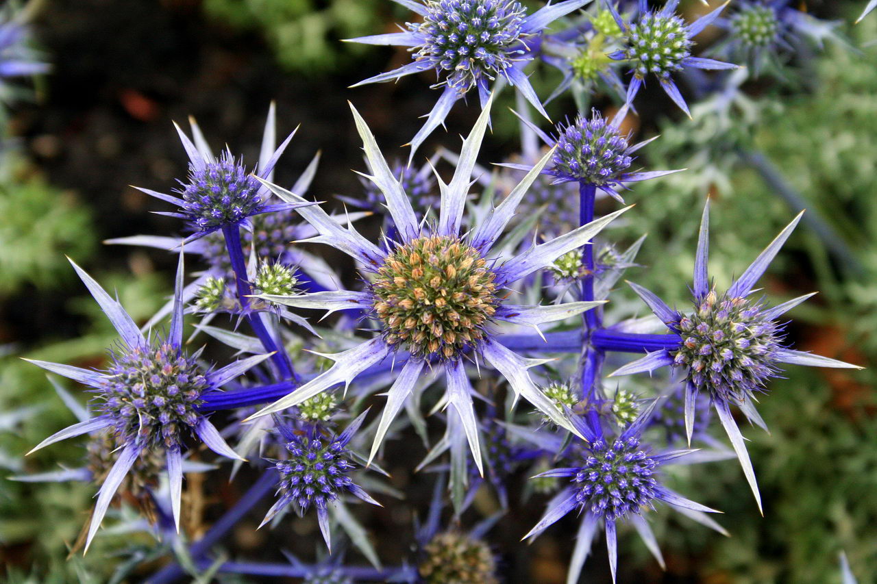 Mediterranean Sea Holly